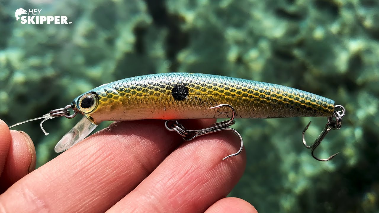 SO MANY FISH on a TINY MINNOW! Florida Fishing in crystal clear water!
