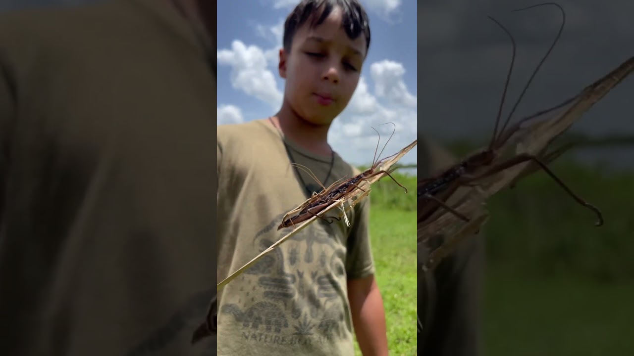 Giant walking stick!!