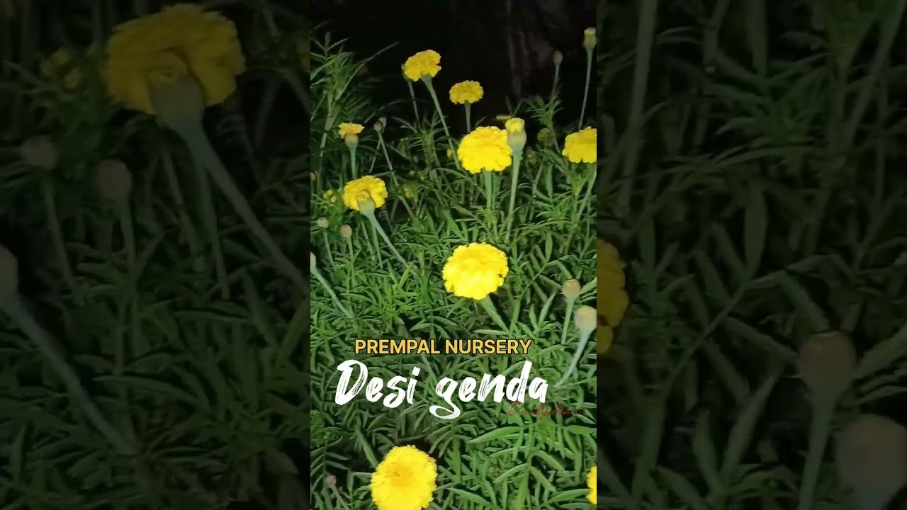 Desi genda (marrygold) 🤩all time flowering plant #prempalnursery