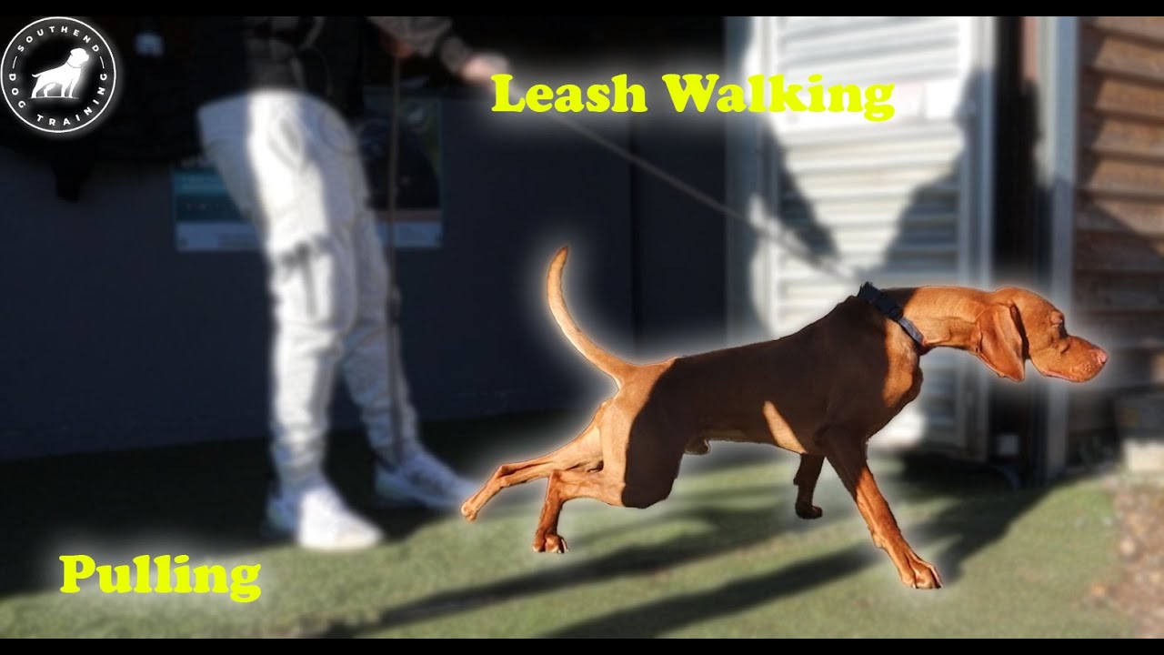 Pulling Like A Train !! Lead Walking Vizsla