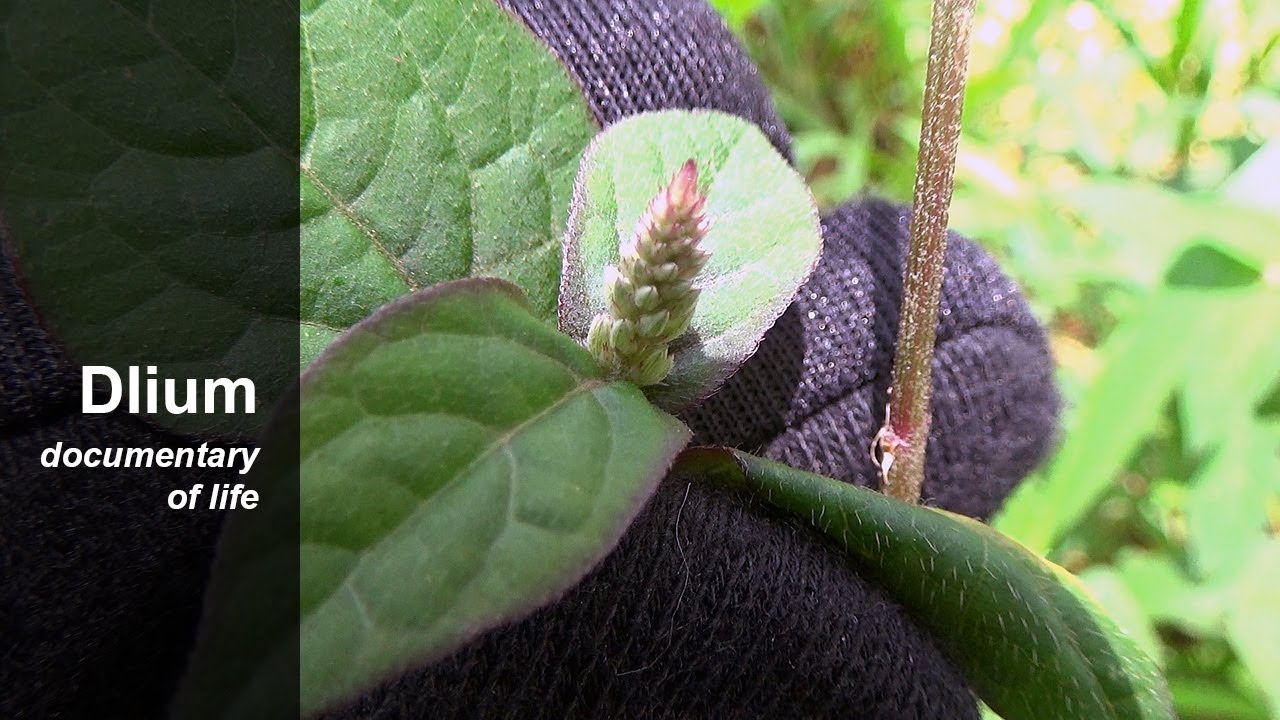 Ranggitan (Cyathula prostrata)
