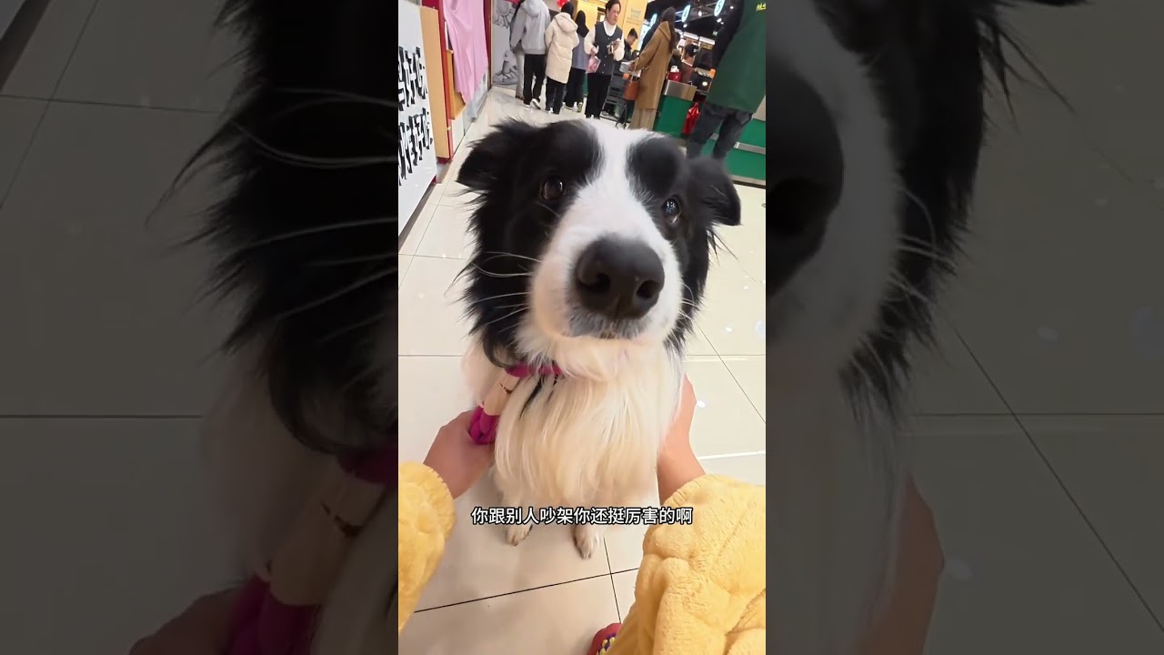 Cute Puppy Adoption Diary: Lucky to Have a New Little Friend