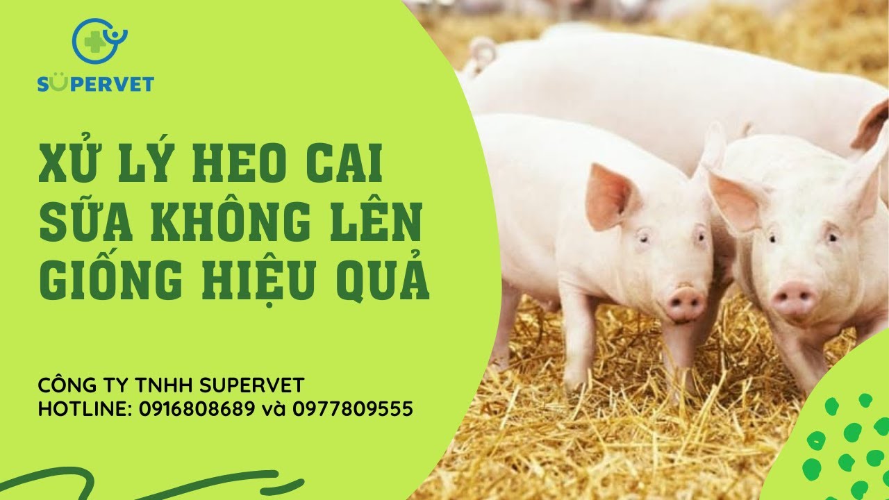 Xử lý heo cai sữa chậm giống cùng Supervet