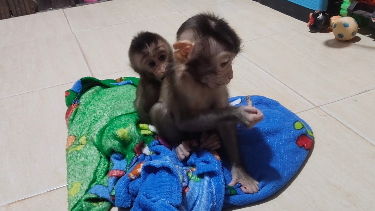 The two naughty baby monkeys