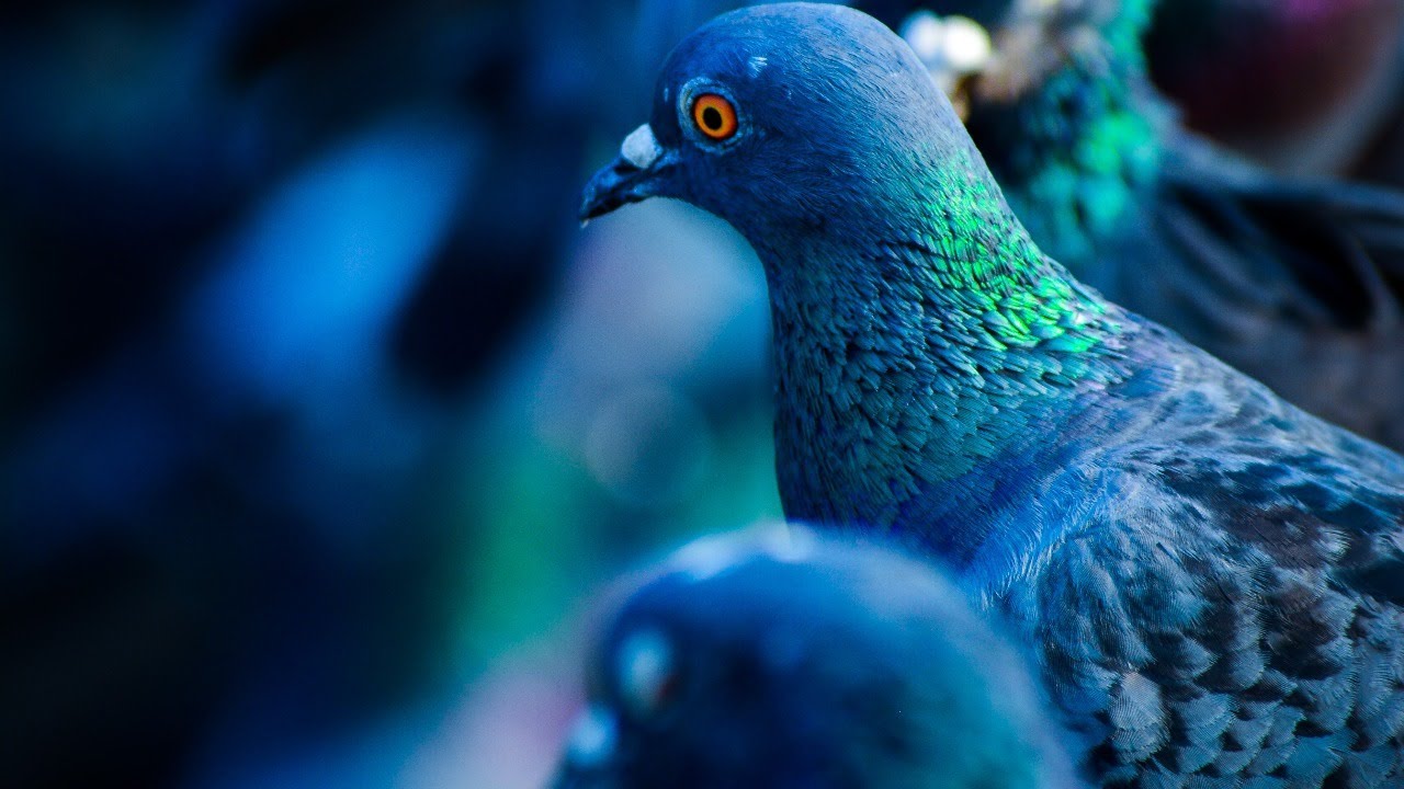 RELAXING PIGEON NOISES!  GREAT SOUND FOR STUDYING, HOMEWORK, OFFICE WORK AND SLEEPING