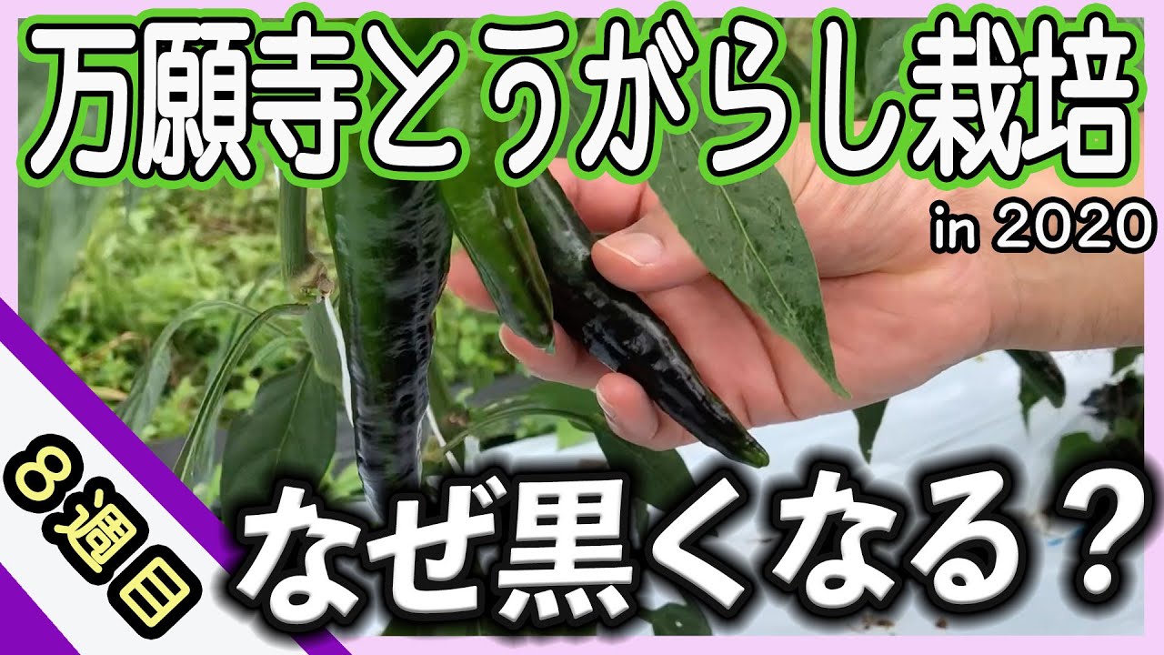 万願寺とうがらしが黒くなる原因は何？梅雨の時期に起こる問題を解説します