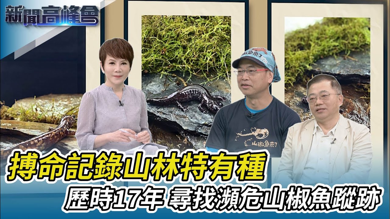 尋找冰河孑遺山椒魚 學者墜谷身亡留憾｜導演麥覺明搏命記錄山林特有種 全球首次斷層掃描山椒魚 牙齒超多頭骨像恐龍!｜新聞高峰會｜陳雅琳獨家專訪｜華視新聞 20230226