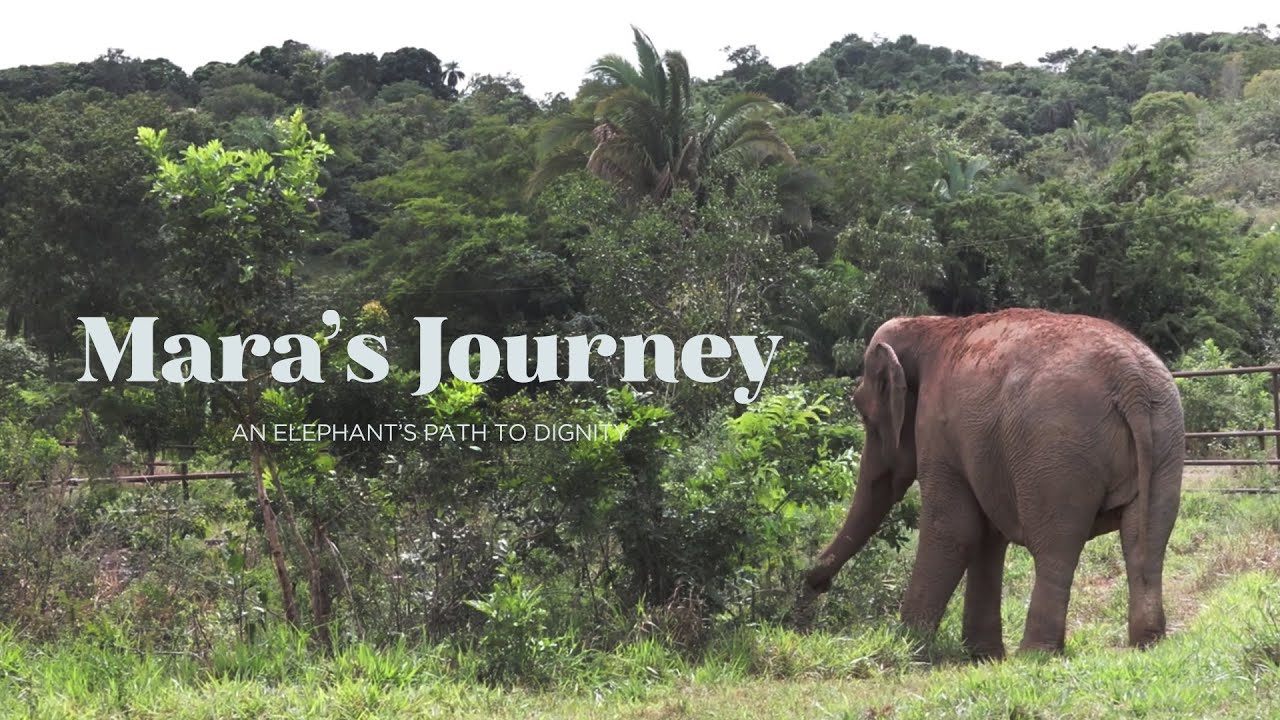Mara's Journey | El viaje de Mara | Die Reise der Elefantendame Mara | Le voyage de l’éléphante Mara