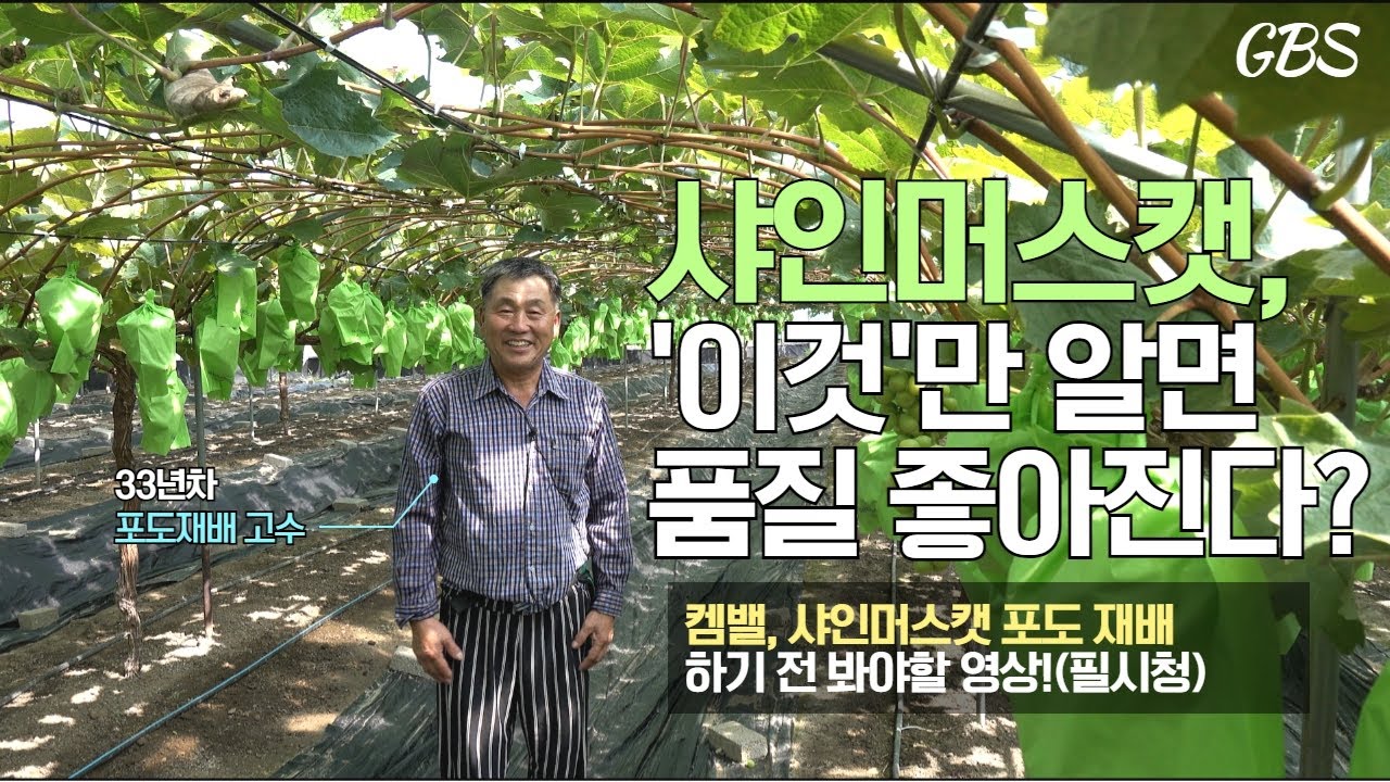 🍇33년차 포도재배 고수가 알려주는 품질 개선법 (물관리 꿀팁까지)