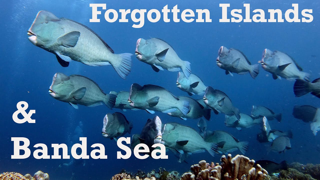 Ambon • Banda Sea • Forgotten Islands | October 2019
