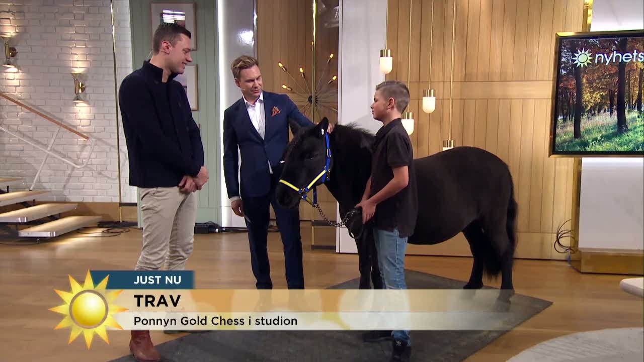Ponnyn Gold chess gör entré - i studion - Nyhetsmorgon (TV4)