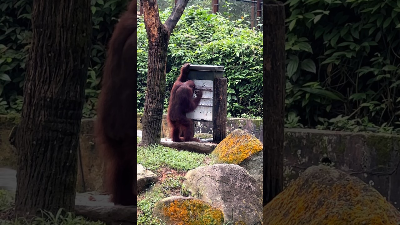 Nature - The Brilliant Minds of Orangutans | Exploring Intelligent Primates