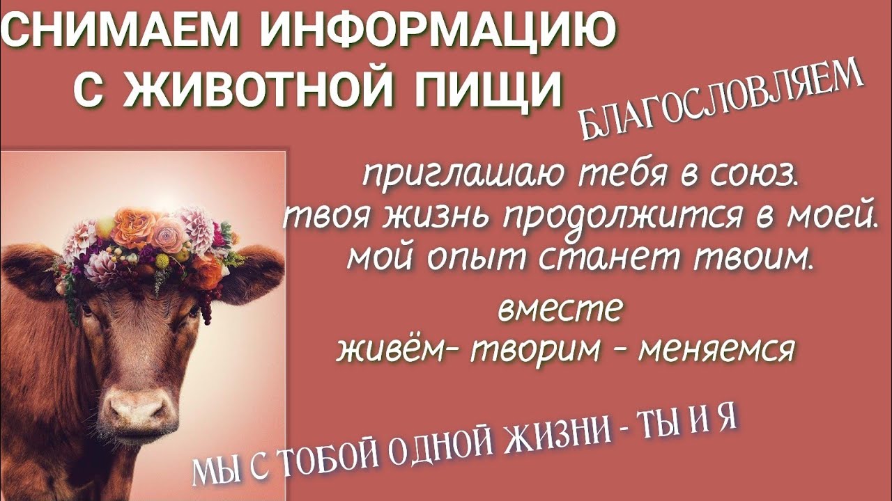 СНИМАЮ ИНФОРМАЦИЮ С ЖИВОТНОЙ/ ЛЮБОЙ ПИЩИ. БЛАГОСЛОВЛЯЮ. #зож #автономия #чайныйгриб  #вилата #веган