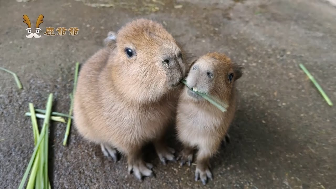 卡位