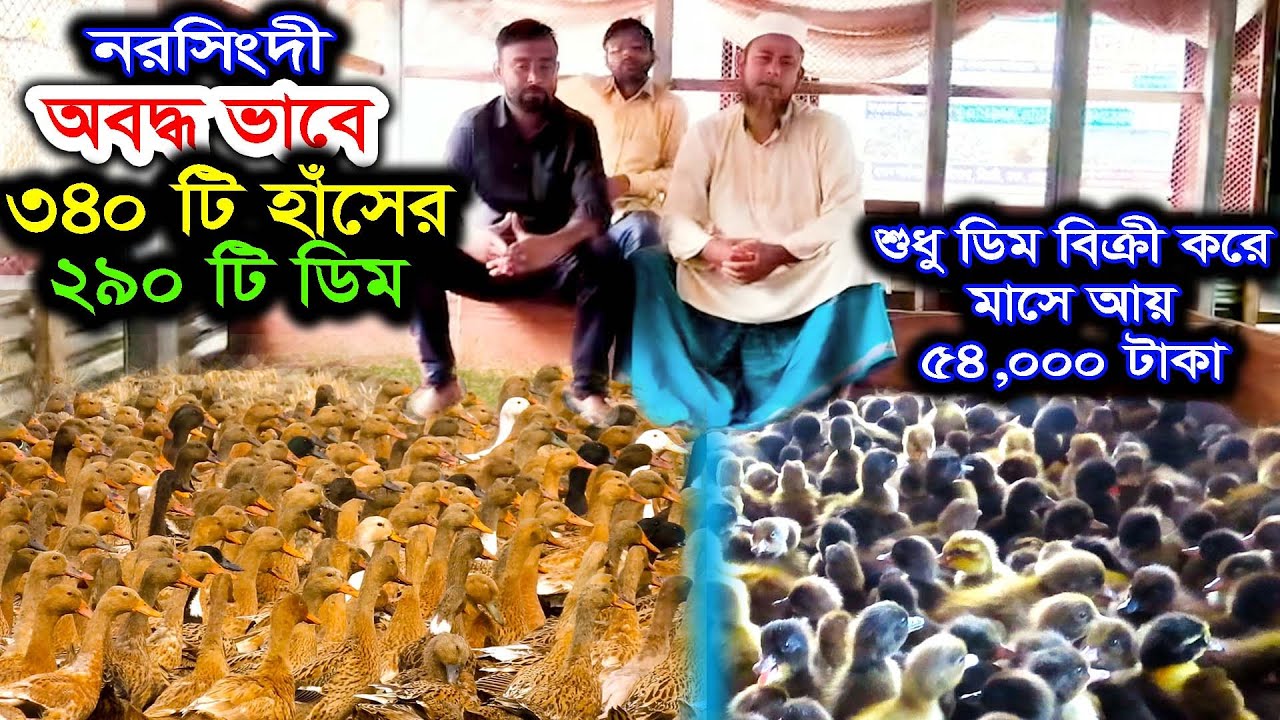 নরসিংদীতে আবদ্ধভাবে ৩৪০ টা হাঁসের ২৯০ পিছ ডিম বিক্রী করে মাসে আয় ৫৪০০০ টাকা || শাহজালাল হাঁসের খামার