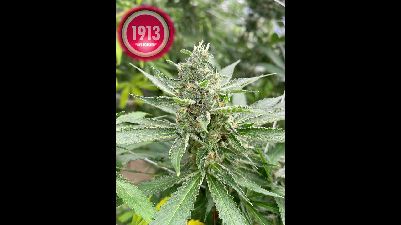 1913 Brands Premium Cannabis