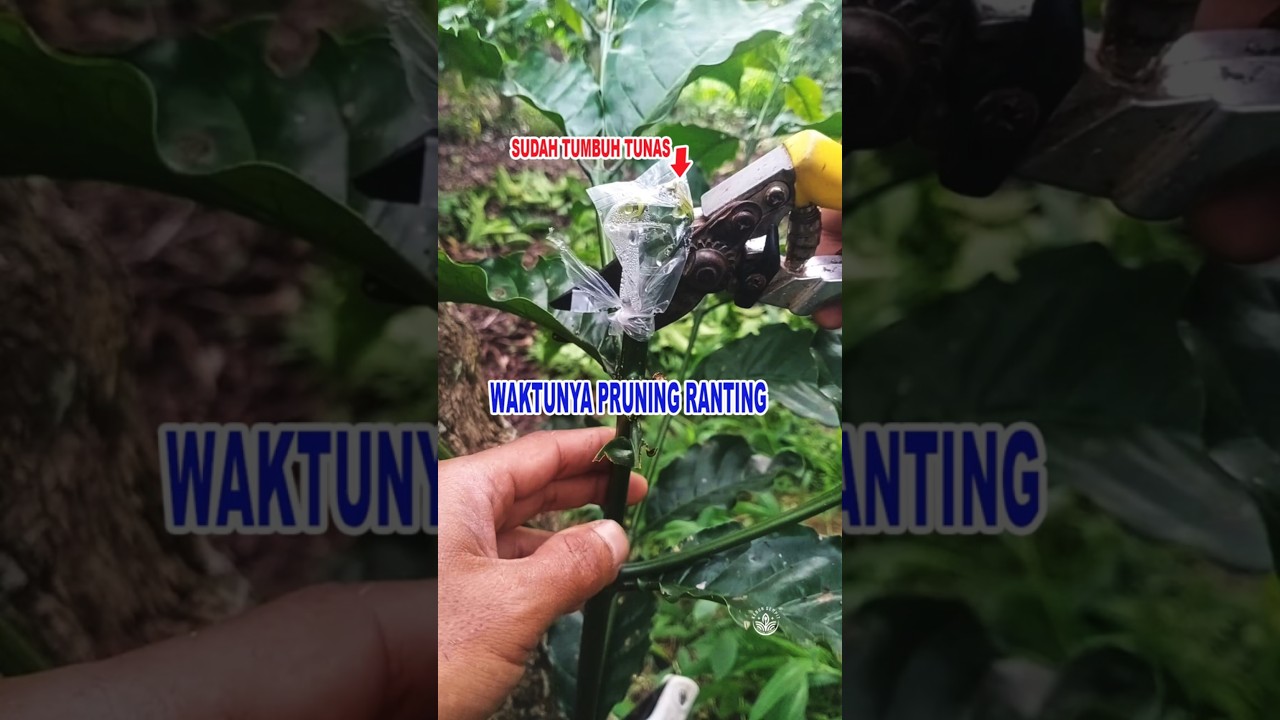 umur 2 minggu setelah sambung kopi sudah tumbuh tunas, waktunya kita pruning ranting 