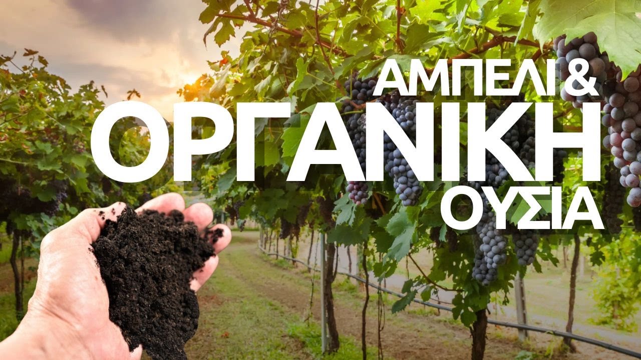 Οργανική Ουσία Εδάφους - Η ΣΗΜΑΣΙΑ Της Στο ΑΜΠΕΛΙ!