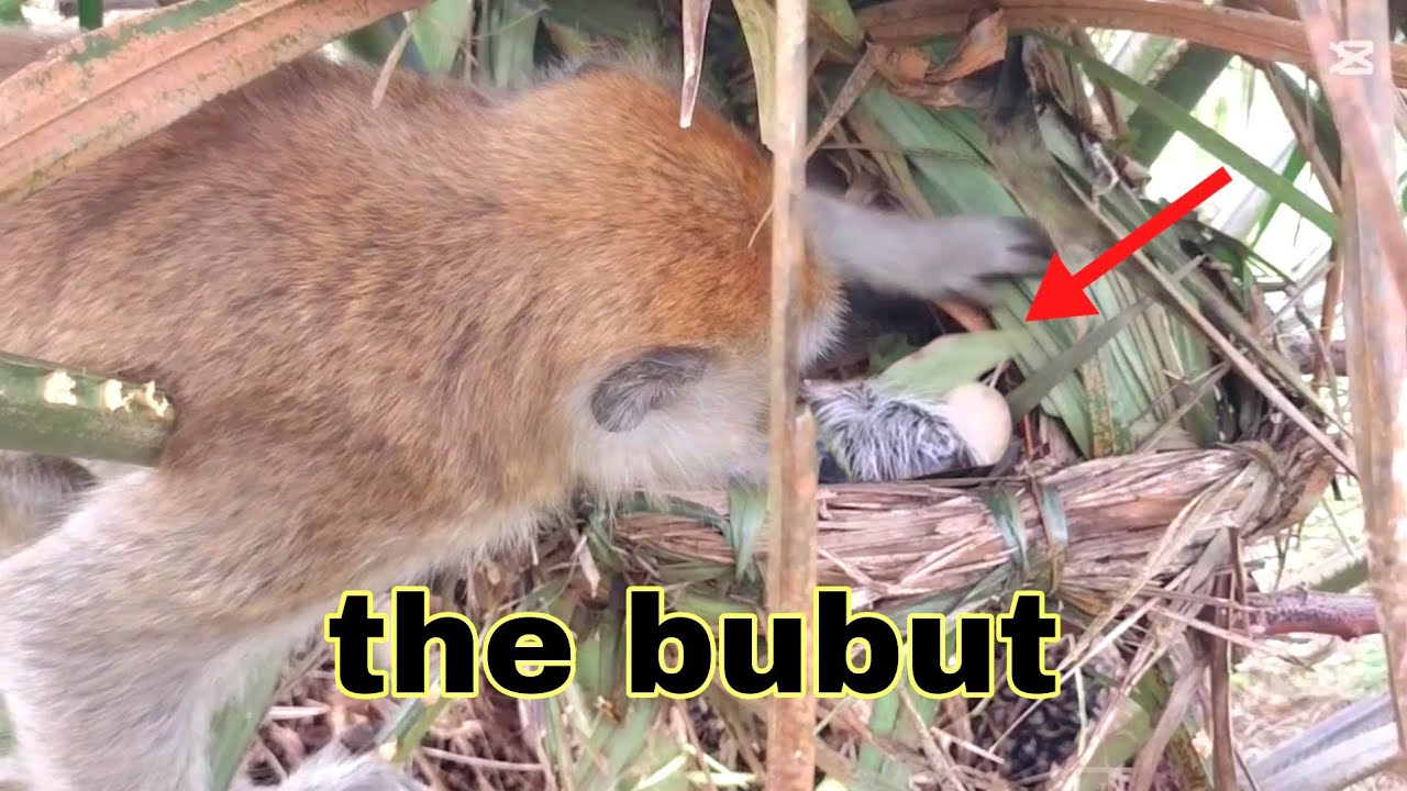 Today, bad luck befell the baby coucal: Monkey Attacks Coucal Nest!!!
