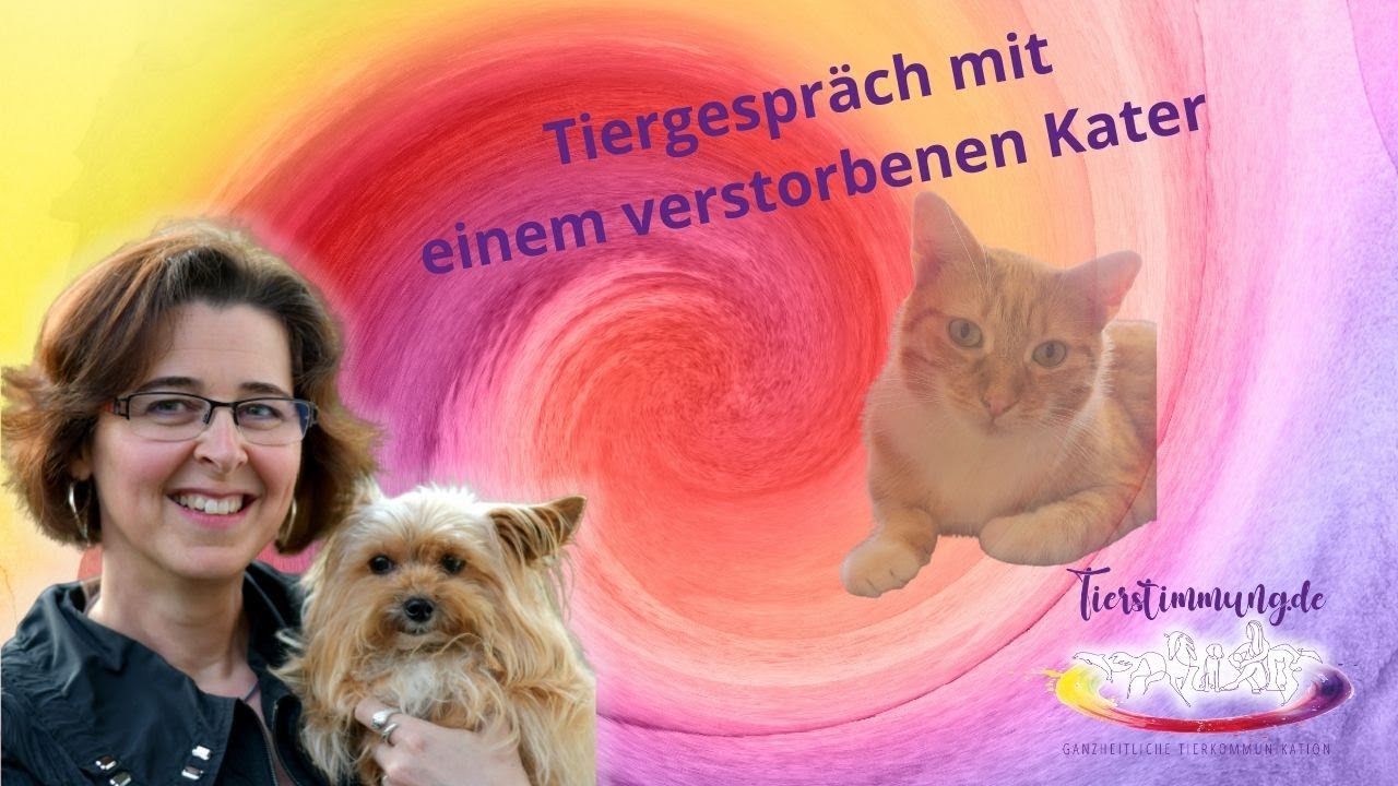 Tierkommunikation &ndash; Seelengespr&auml;ch mit einem verstorbenen Kater 💝