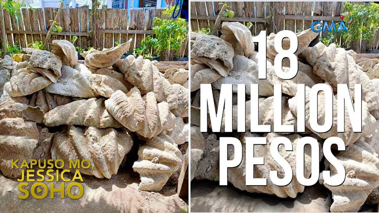 Mga giant taklobo, nasabat sa Palawan! | Kapuso Mo, Jessica Soho