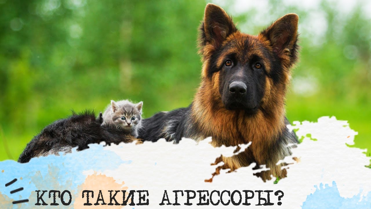 Кто такие АГРЕССОРЫ?💪