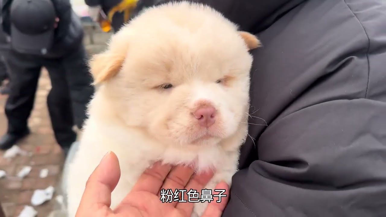 大雾天气也挡不住逛狗市，盘下精品拉布拉多，肥头大耳甚是喜欢