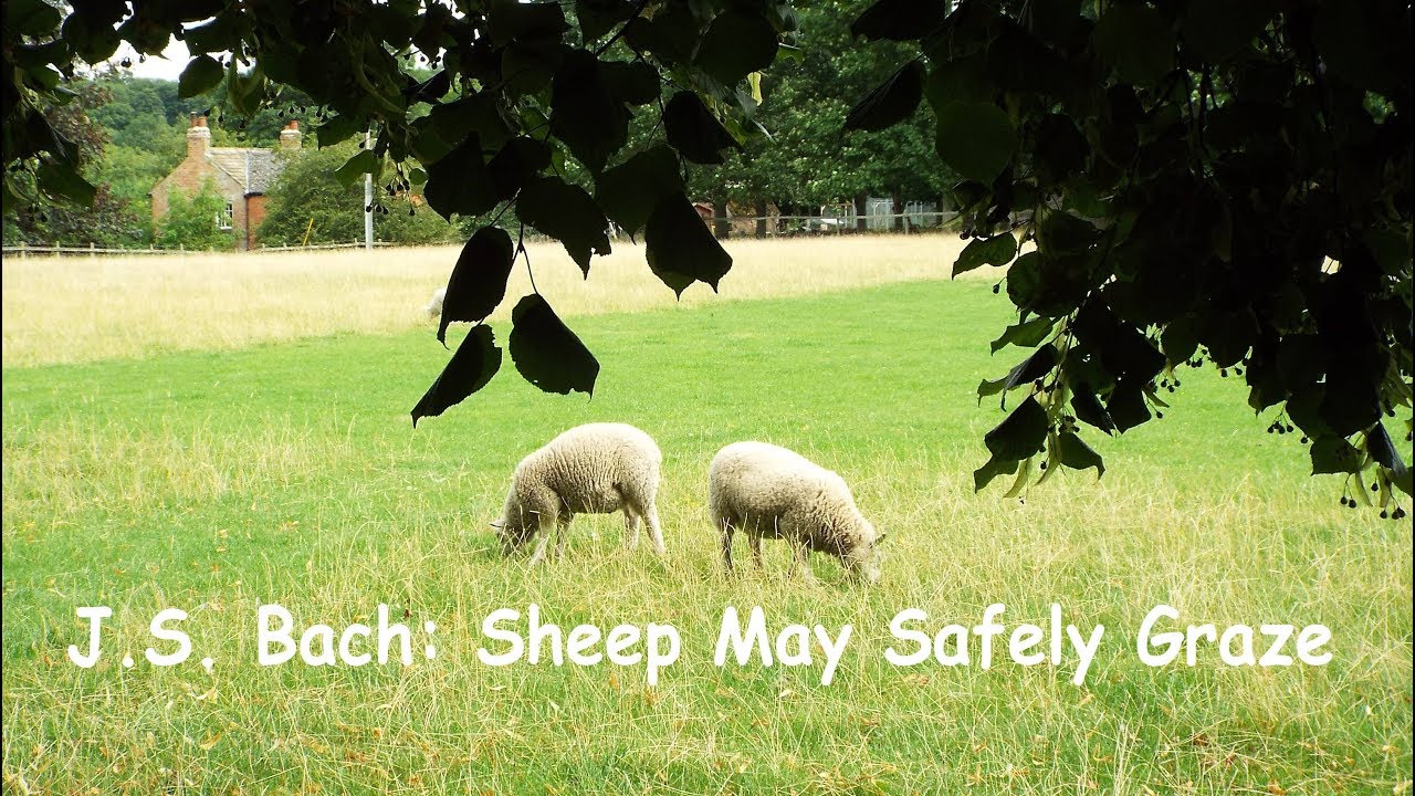 J. S.Bach: Sheep May Safely Graze - The Royal Philharmonic Orchestra