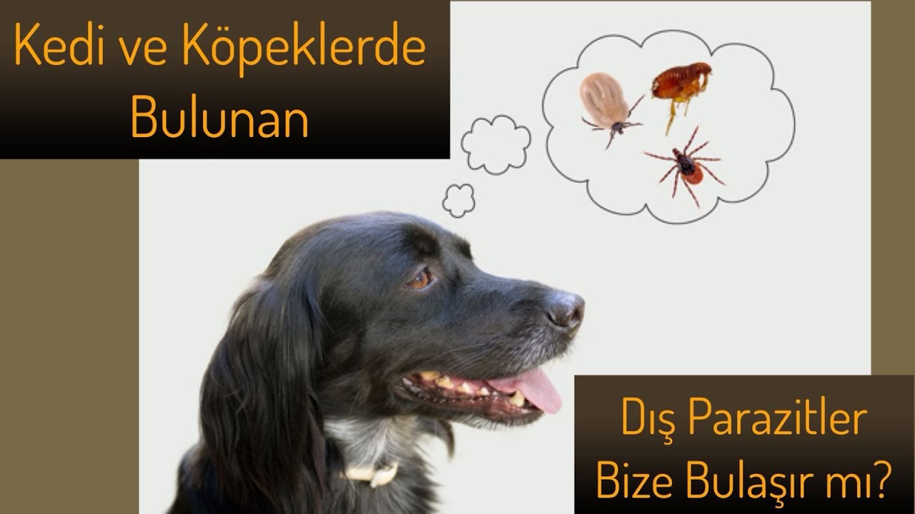 10 VETERİNERE SORDUK / DIŞ PARAZİTLER BİZE BULAŞIR MI?