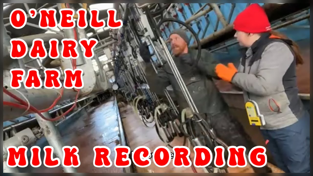 Milk recording with wife on Irish farm!Come along for a nervous Mrs O’Neills 1st milking this yr