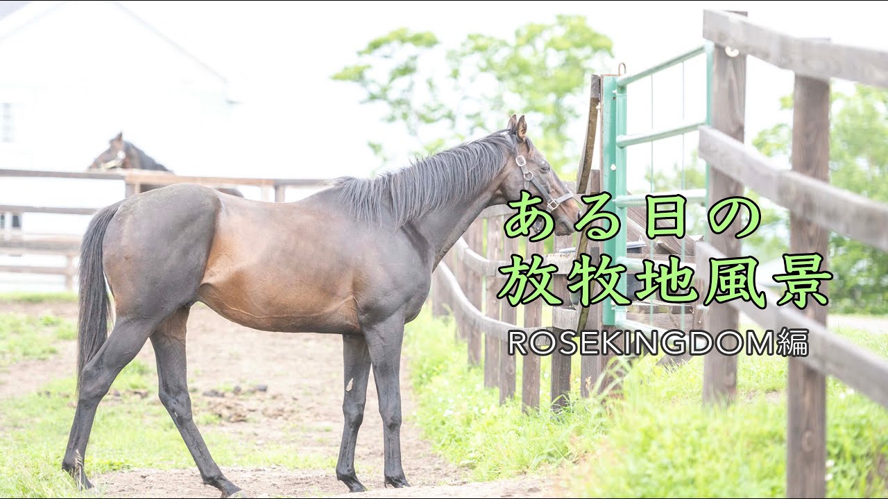 【定点カメラ】ローズキングダム 放牧地 自動追尾付きTest