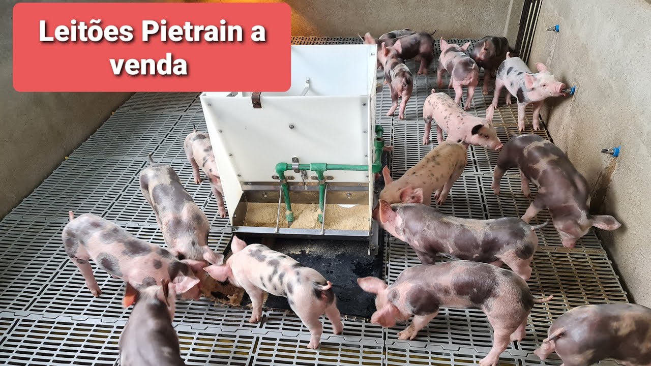 Leitões Pietrain apartados ( desmamado)