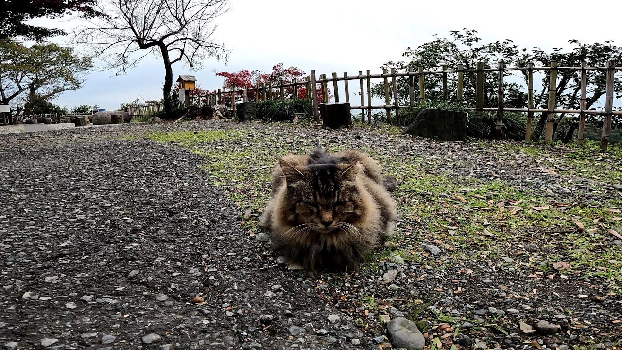 モフモフ猫は前から見ても後ろから見ても横から見てもモフモフでした