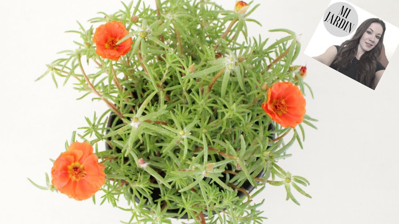 PORTULACA GRANDIFLORA / VERDOLAGA DE FLOR/ AMOR DE UN RATO