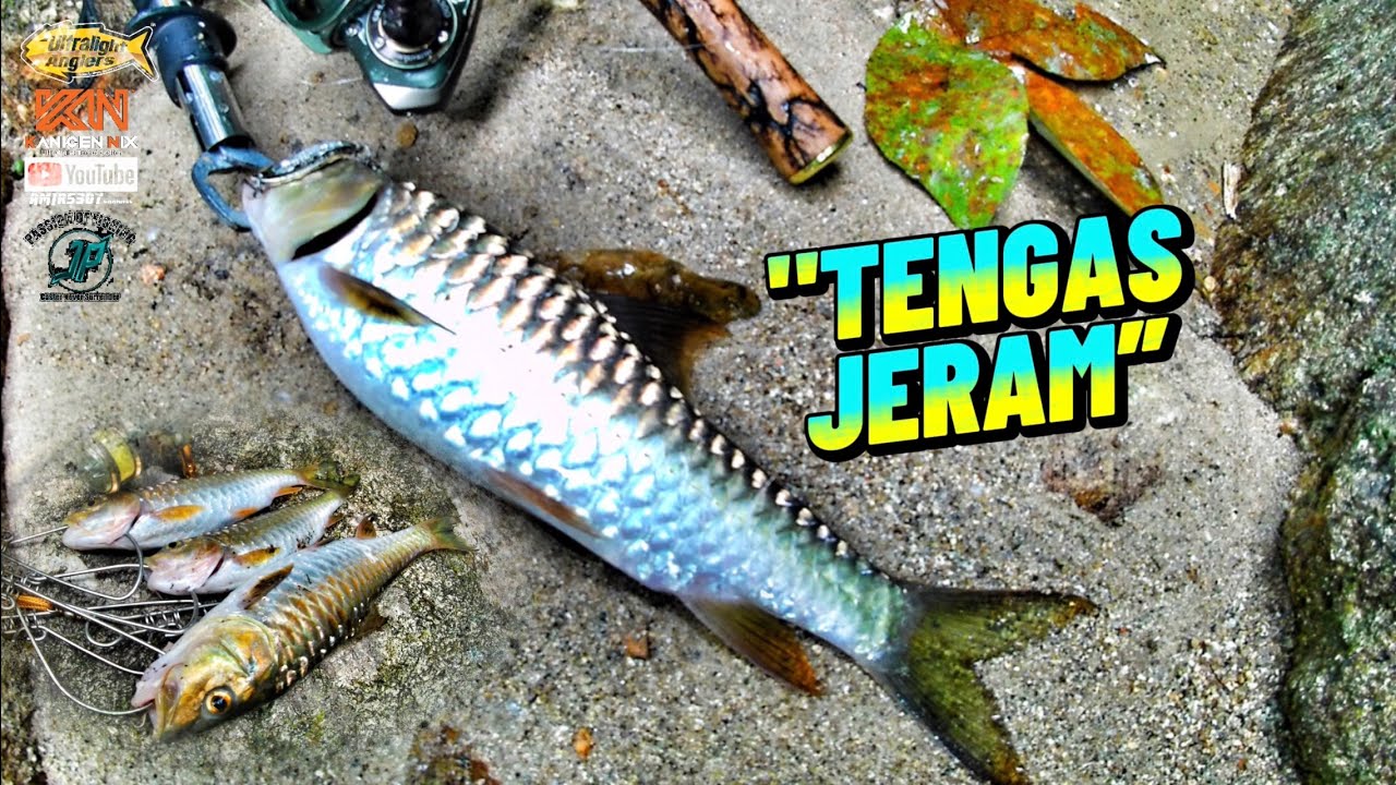Malaysia Mountain Stream Fishing With Fiberglass Rod | Tengas is Heaven