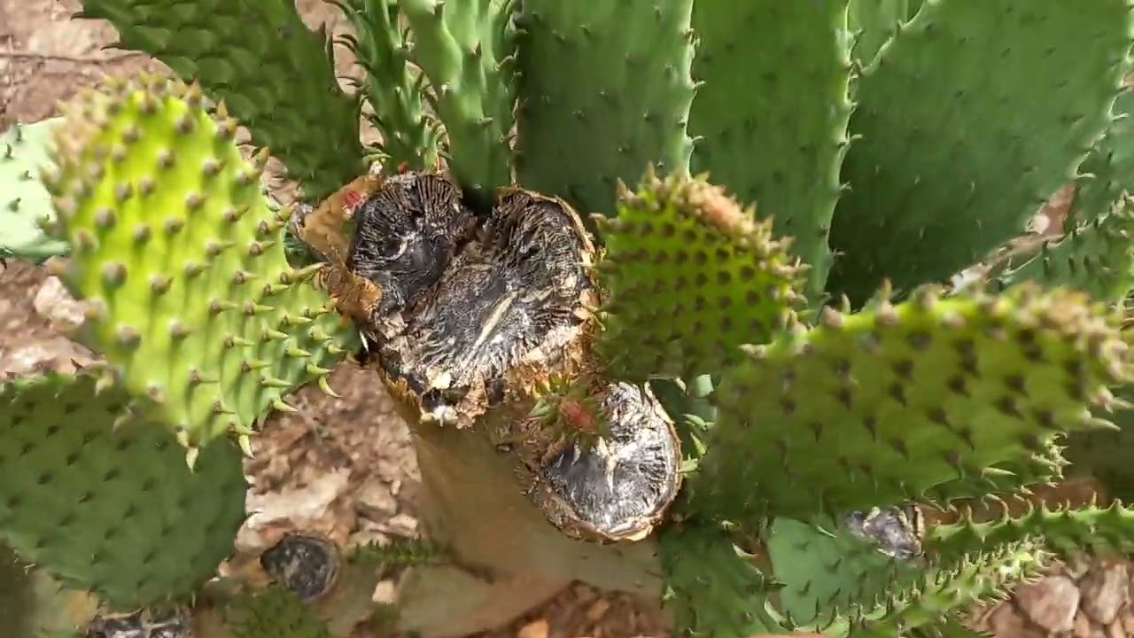 Excelente rebrota da palma forrageira da variedade gigante