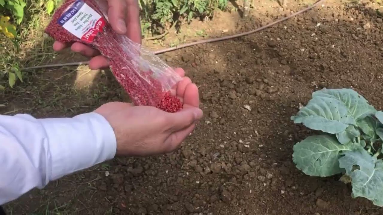 Kışın Bahçeye Hangi Sebzeler Ekilir