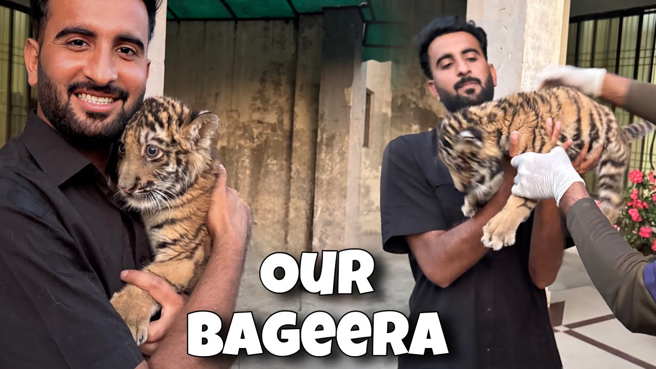 Hmara Bageera Waps Agiya😍Bht Piara Tiger ka Bacha hai ❤️