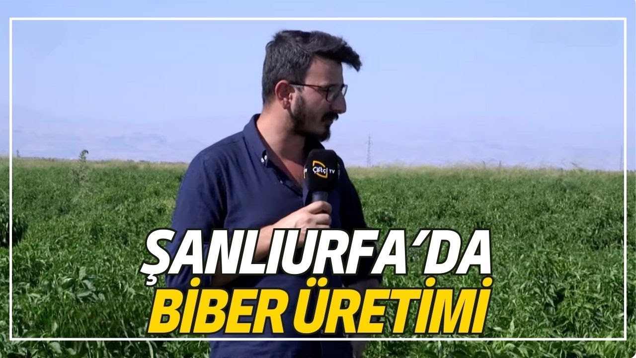 Şanlıurfa'da Biber Üretimi / Urfa Biberinin Özellikleri