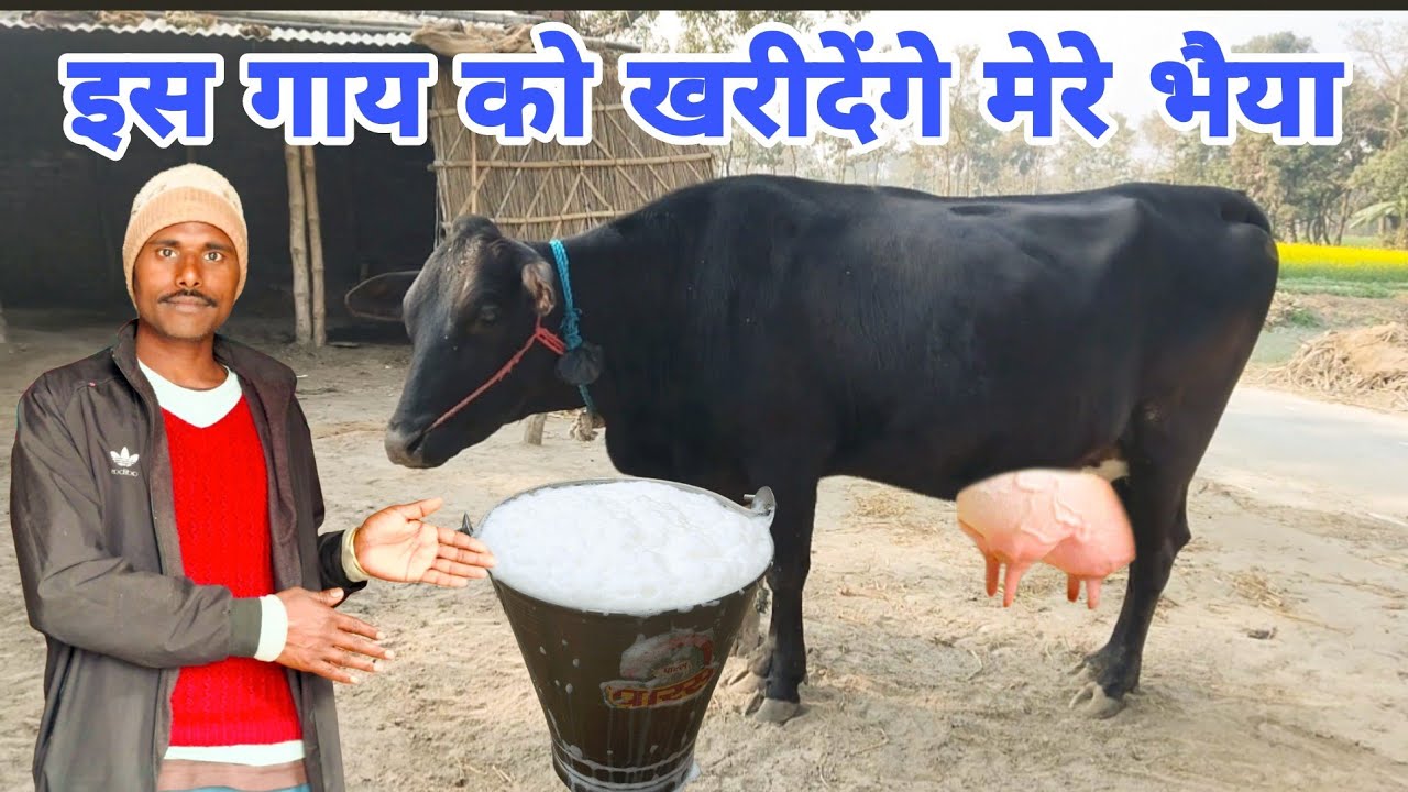 इस गाय को खरीदेंगे मेरे भैया #GopiArchanavlogs #cowforsalevideo 