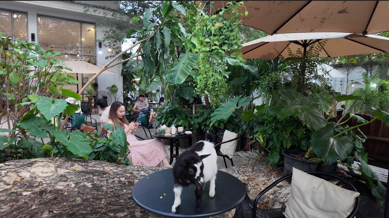 Bangkok Animal Cafe