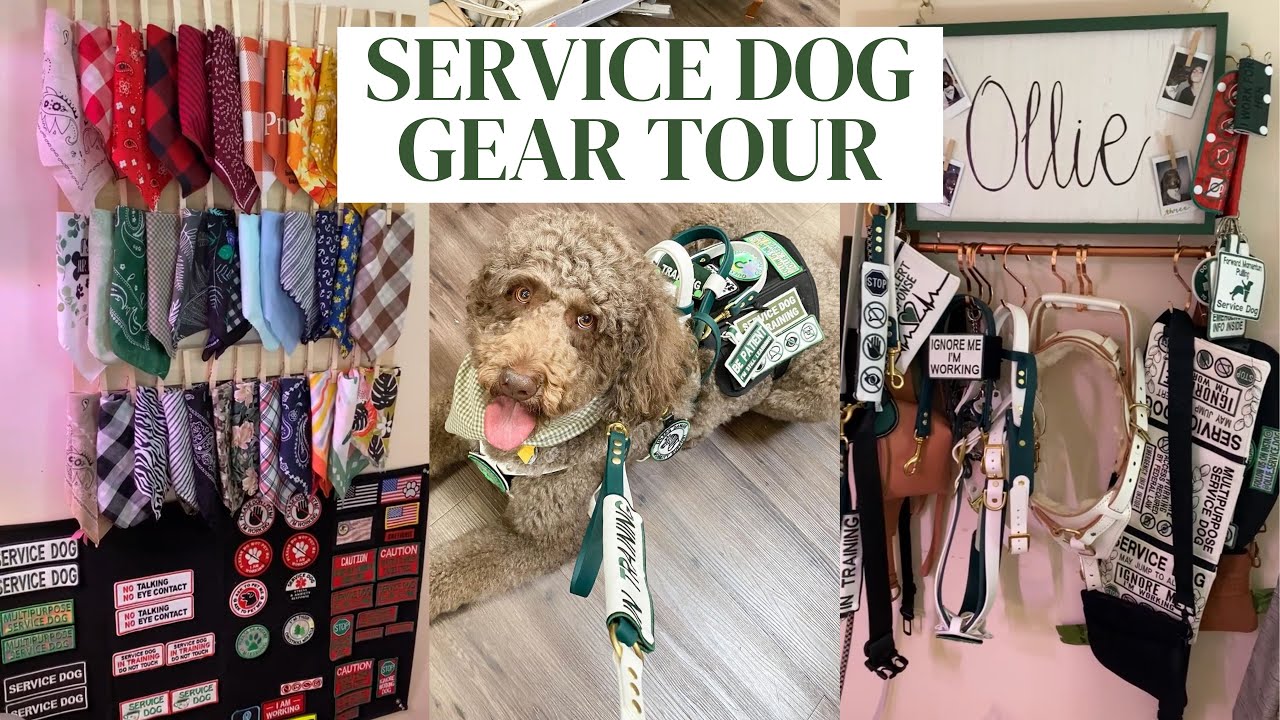 Service Dog GEAR TOUR 2022 | Etsy, Instragam, Amazon, and more *affordable* our necessities