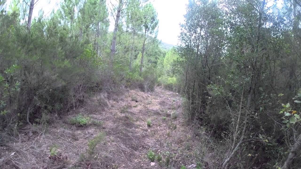 Chasse aux Sangliers en Corse Saison 2015 n° 3