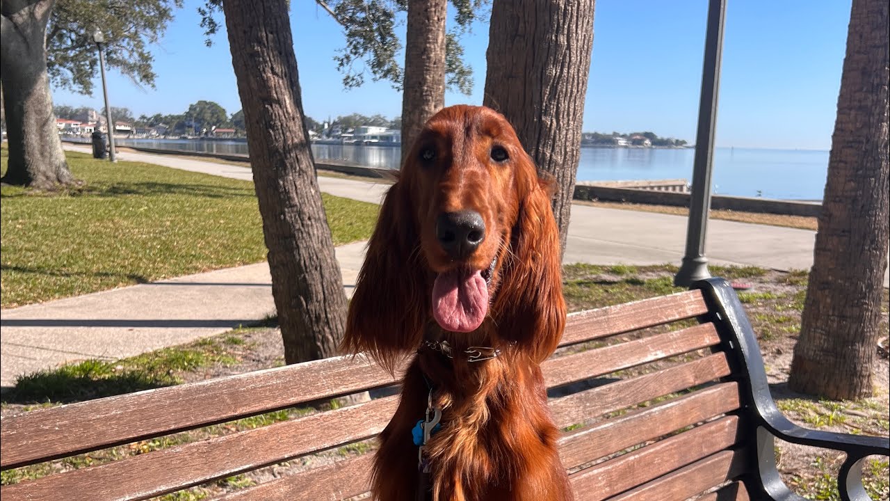 Rosie | Irish Setter | Vinoy Park