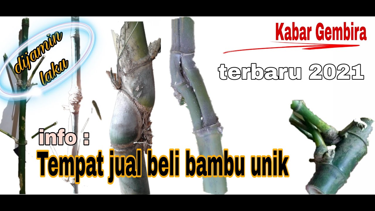 Tempat transaksi jual beli bambu petuk asli dan bambu unik,terbaru 2021,ដើមឫស្សីភូគី