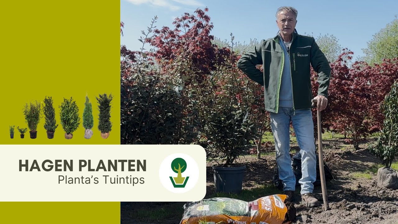 Planta's Plantinstructie voor hagen | Hoe plant ik een haag?