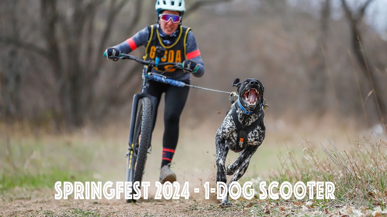 Race Video - Springfest 2024 - 1-dog scooter full course