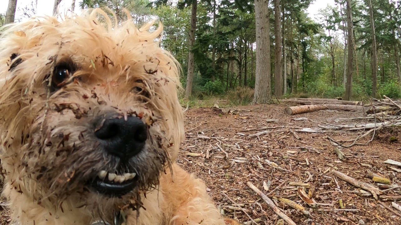 Binsted woods