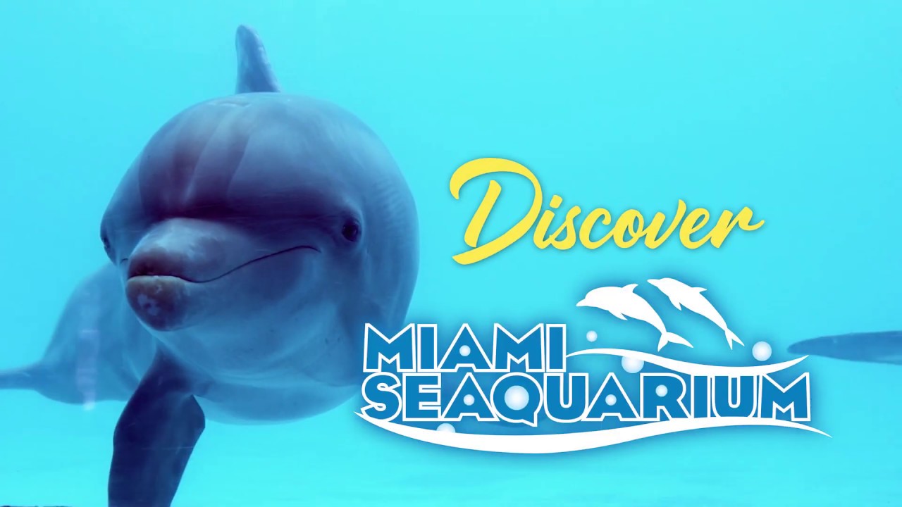 Miami Seaquarium Dolphin Harbor