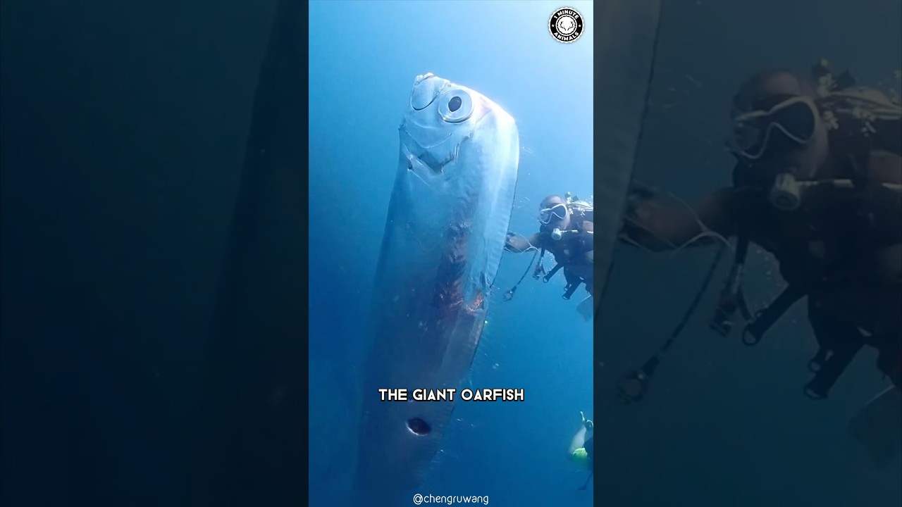 Giant Oarfish 🐟 You Won&rsquo;t BELIEVE Its Size!